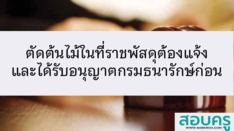 ตัดต้นไม้ในที่ราชพัสดุต้องแจ้งและได้รับอนุญาตจากกรมธนารักษ์ก่อน