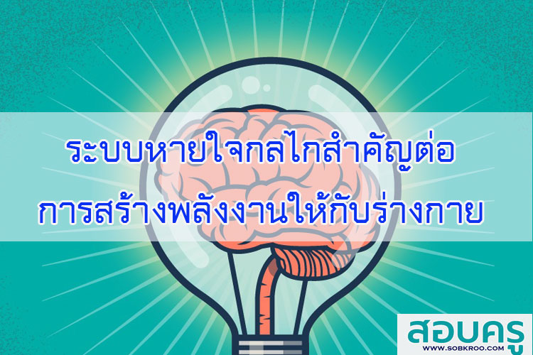 ระบบหายใจกลไกสำคัญต่อการสร้างพลังงานให้กับร่างกาย