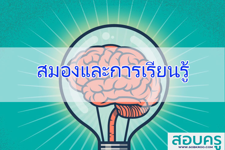 สมองและการเรียนรู้