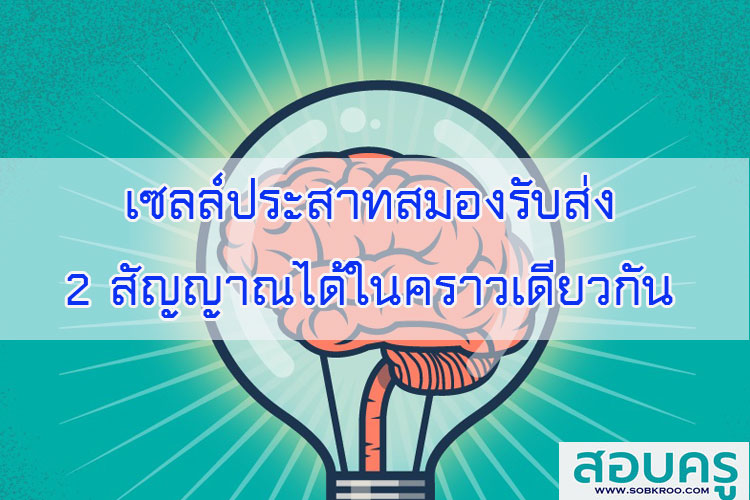เซลล์ประสาทสมองรับส่ง 2 สัญญาณได้ในคราวเดียวกัน
