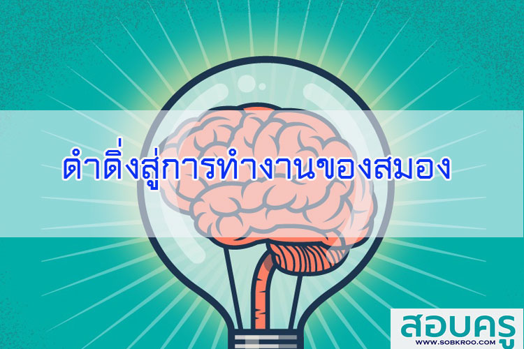 ดำดิ่งสู่การทำงานของสมอง