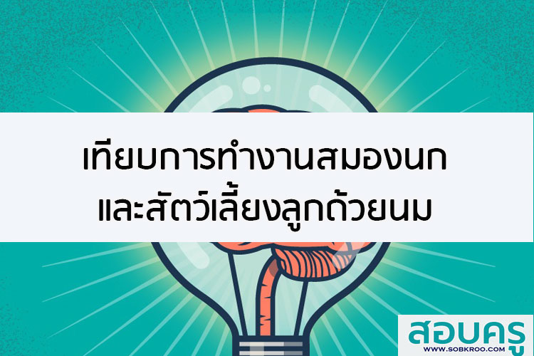 เทียบการทำงานสมองนกและสัตว์เลี้ยงลูกด้วยนม