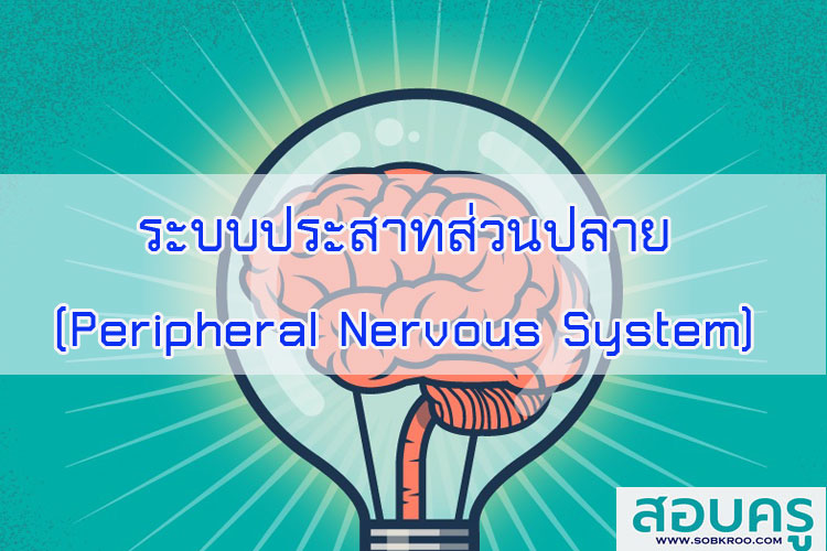 ระบบประสาทส่วนปลาย (Peripheral Nervous System)