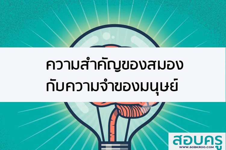 ความสำคัญของสมองกับความจำของมนุษย์