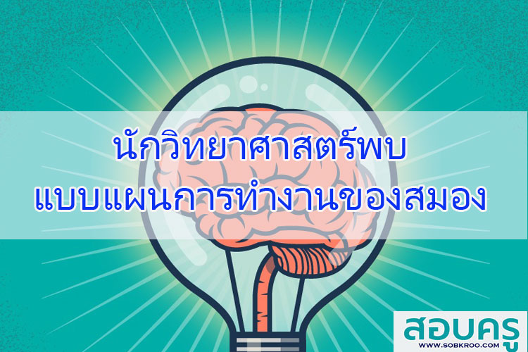 นักวิทยาศาสตร์พบแบบแผนการทำงานของ “สมองสร้างสรรค์”