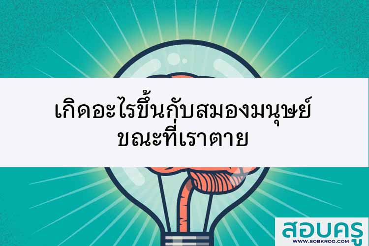 เกิดอะไรขึ้นกับสมองมนุษย์ขณะที่เราตาย