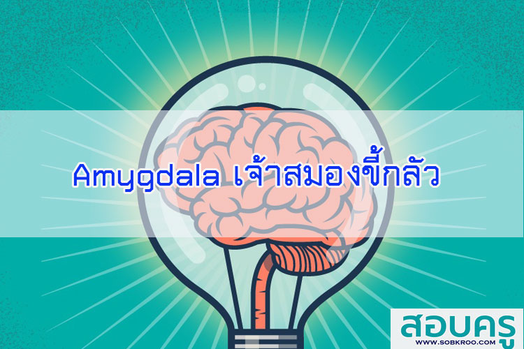 Amygdala เจ้าสมองขี้กลัว